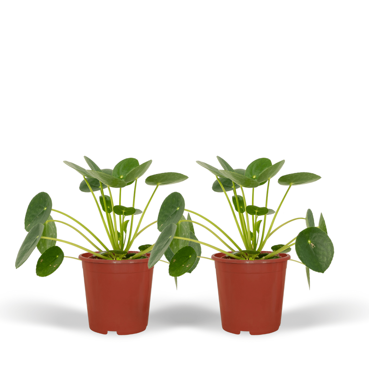 2x Pilea Peperomiodes – Pfannkuchenpflanze, 20 cm, Ø 12 cm
