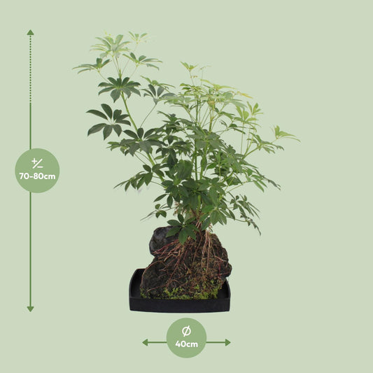 Schefflera Arboricola – Pflegeleichter Schirmbaum Ø40cm, 80cm hoch