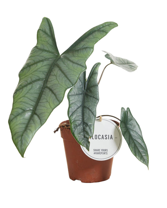 Alocasia Heterophylla – Tropische Zimmerpflanze Ø12cm Topf