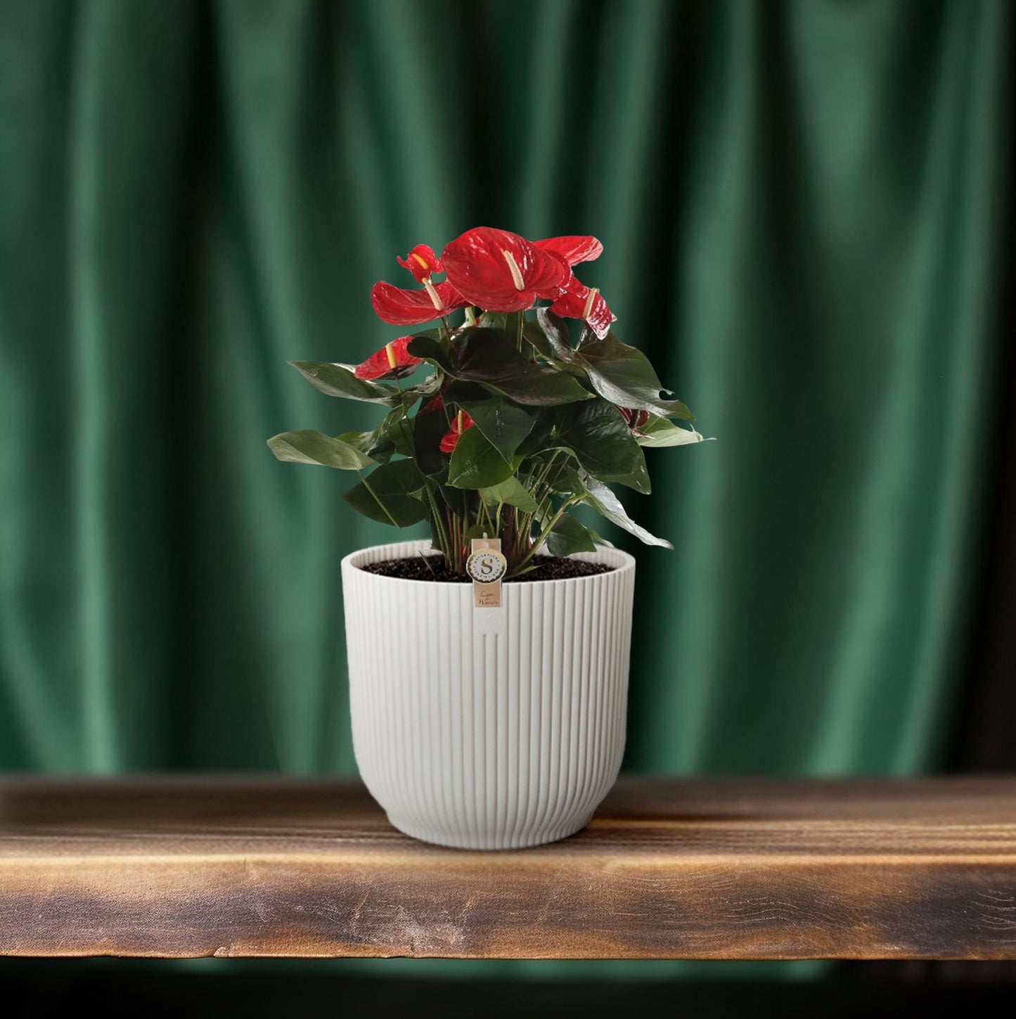 Anthurium Red Champion – Pflegenleicht & Tropisch Schön