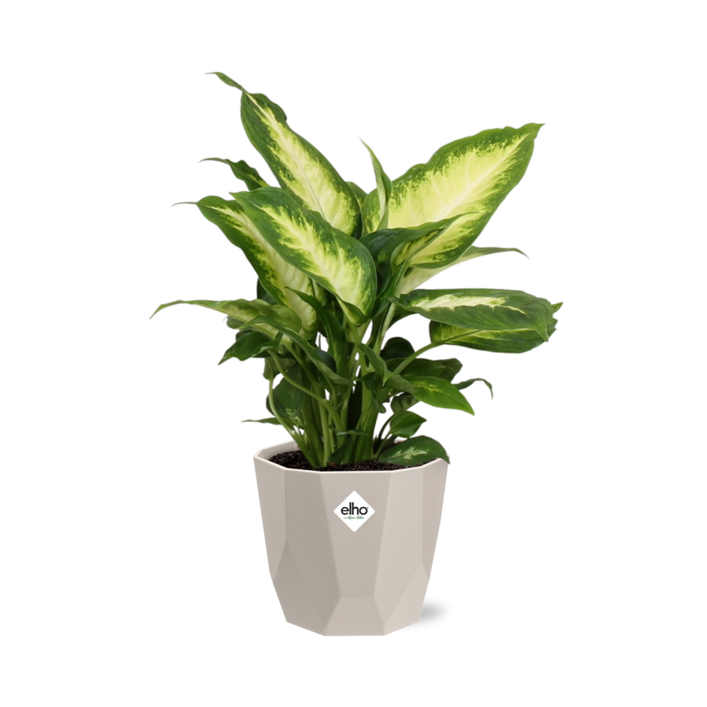 Dieffenbachia ‘Camilla’ in ELHO b.for rock 14 cm warm grey