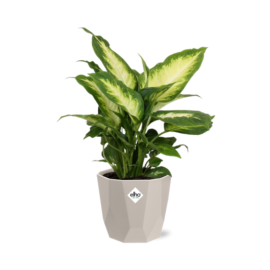 Dieffenbachia ‘Camilla’ in ELHO b.for rock 14 cm warm grey