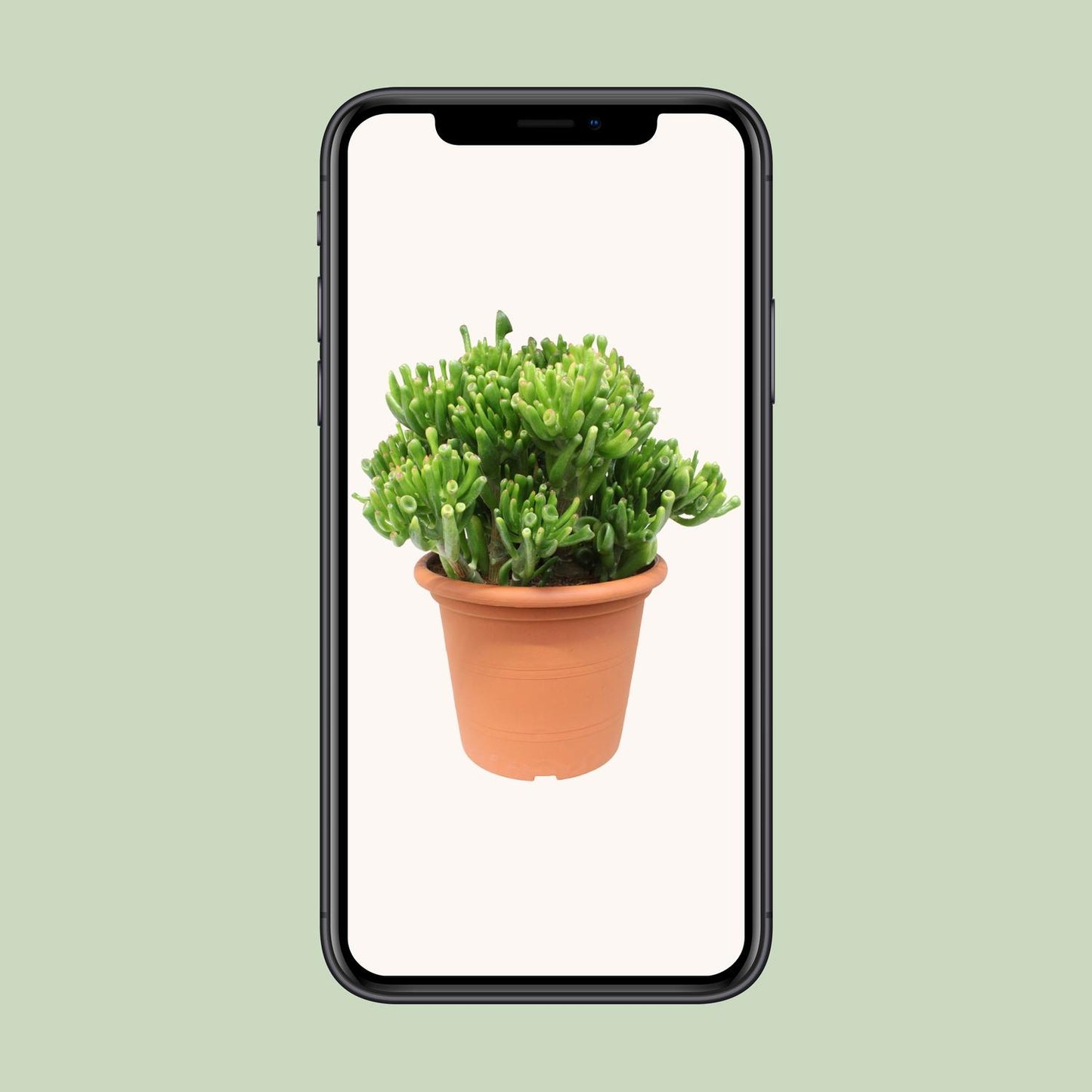 Crassula Hobbit – pflegeleichte Jade-Pflanze Ø23cm