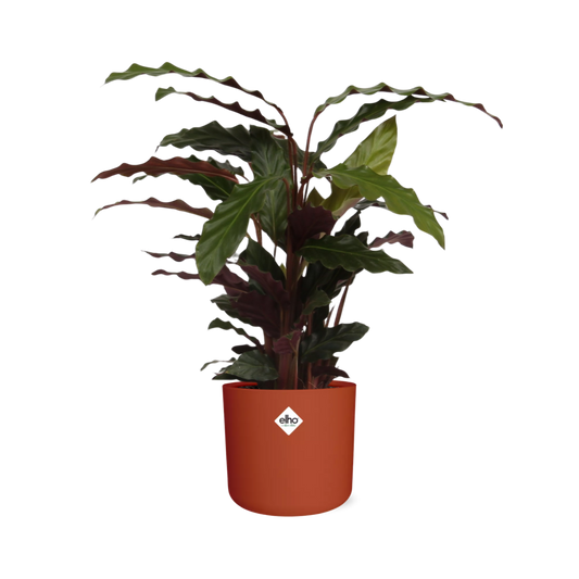 Calathea Rufibarba ‘Tropistar’ – pflegeleichte Zimmerpflanze im ELHO b.for soft Rond 14cm brique