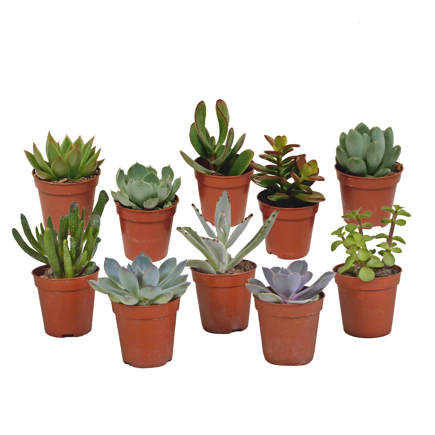 Vetplanten-Mischung 5,5 cm - 10er Set ohne Topf