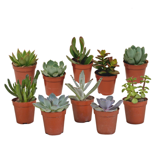 Vetplanten-Mischung 5,5 cm - 10er Set ohne Topf