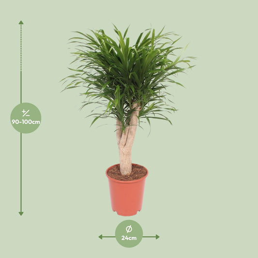 Dracaena Reflexa Anita – Exotischer Drachenbaum Ø24cm, 100cm hoch