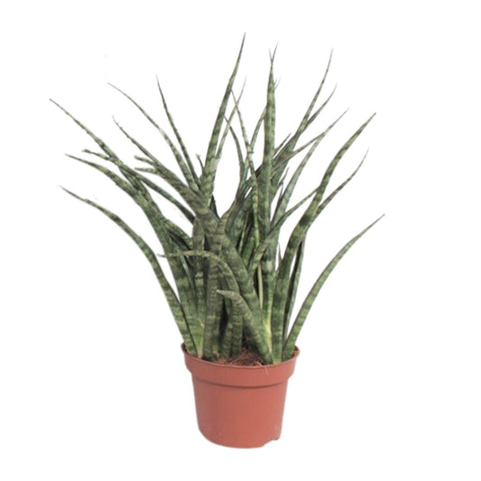 Sansevieria Fernwood Punk – Pflegeleichte Schwiegermutterzunge Ø12cm