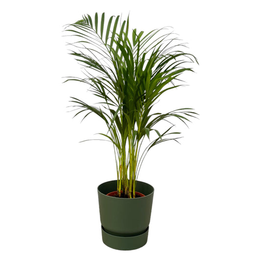 Areca-Palme – Elegante, pflegeleichte Zimmerpflanze Ø19cm