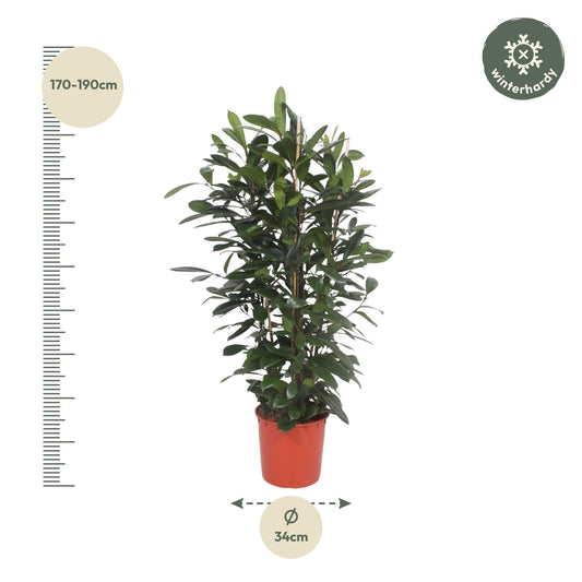 Ficus Cyathistipula – Exotische XXL Zimmerpflanze 180 cm