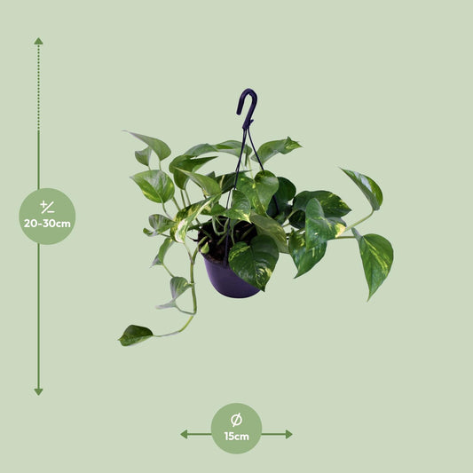 Scindapsus Pictus Trebie – Pflegeleichte Designer-Zimmerpflanze Ø15cm