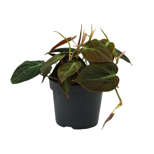 Philodendron Micans – Pflegeleichte & elegante Zimmerpflanze Ø12cm