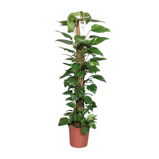 Epipremnum Pinnatum Mosstok 120 cm – Pflegeleichter Kletterer