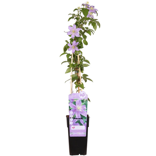 Clematis Justa – Blühende Kletterpflanze Ø15cm, 65cm hoch