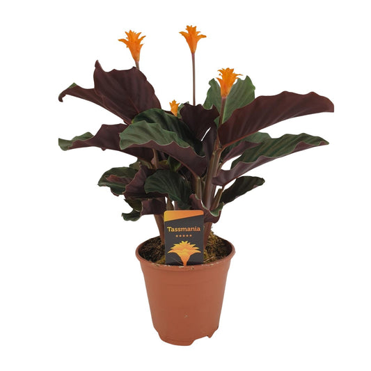 Calathea Crocata – Pflegeleichte & farbenfrohe Zimmerpflanze Ø14cm