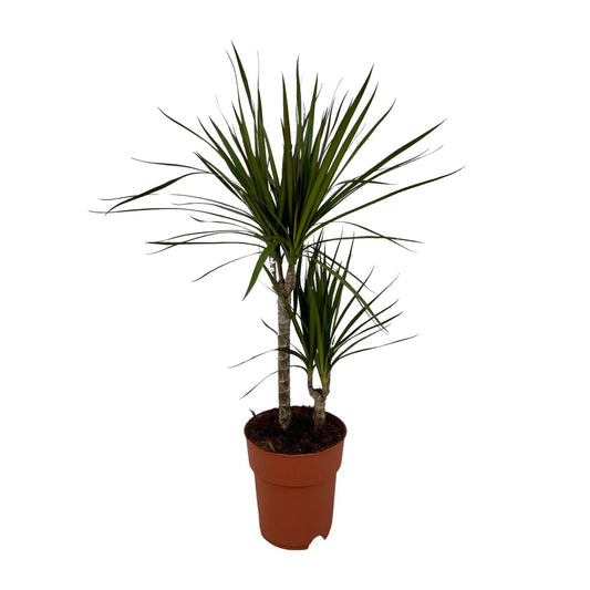 Dracaena Marginata Bicolor – Pflegeleichter Drachenbaum Ø19cm