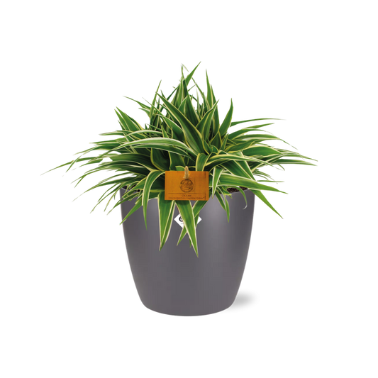 Chlorophytum Ocean 15cm – pflegeleichte Spiderpflanze im ELHO Topf