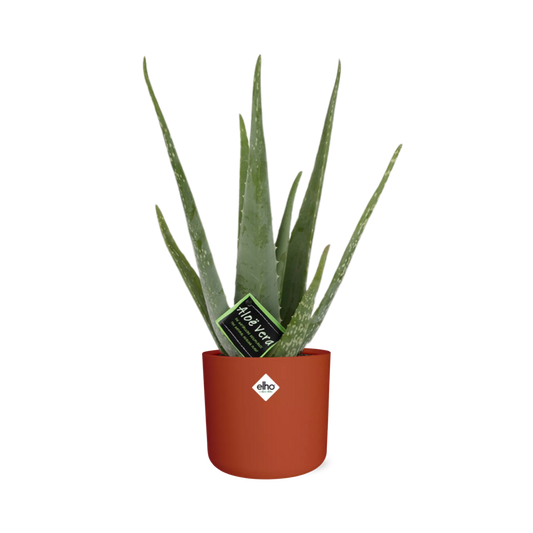Aloe Vera 12 cm – Pflegeleichte Sukkulente im ELHO b.for Soft Rond Topf