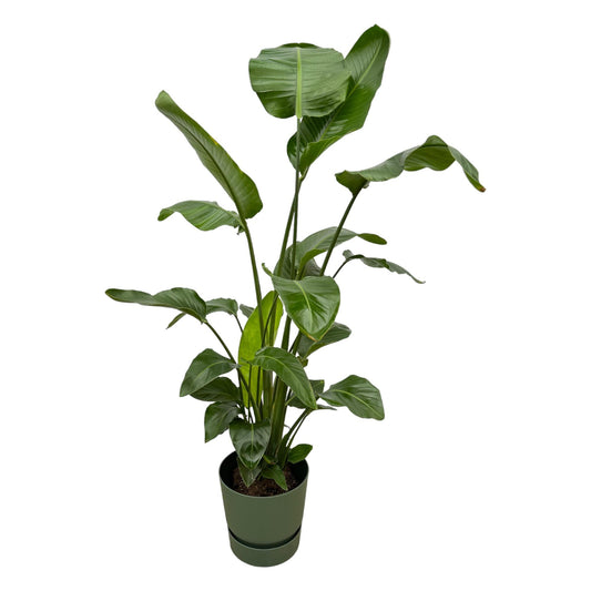 Strelitzia Nicolai mit elho Greenville Round Topf – 160 cm