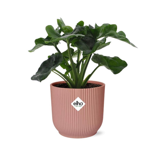 Philodendron Atom im ELHO Vibes Fold 14cm Topf rosa