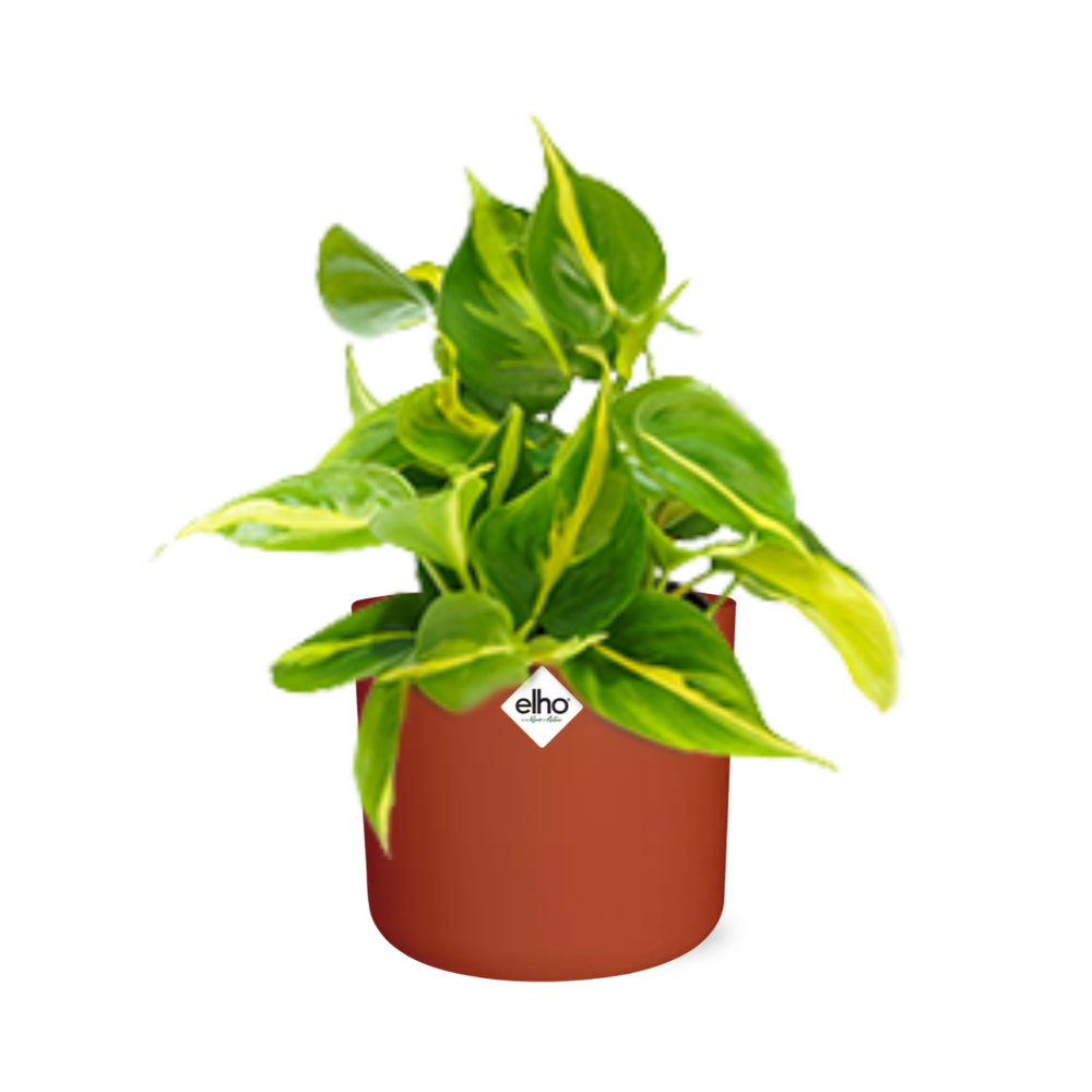 Philodendron Scandens ‘Brasil’ im ELHO b.for soft rond 14cm brique