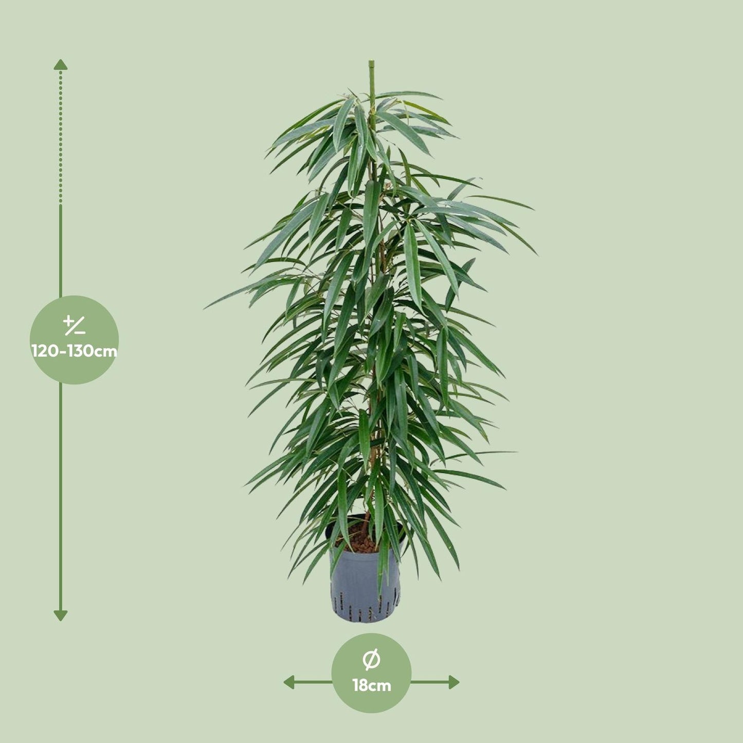 Ficus Binnendijkii 'Alii' (HYDRO) – pflegeleichter Zimmerbaum Ø18cm