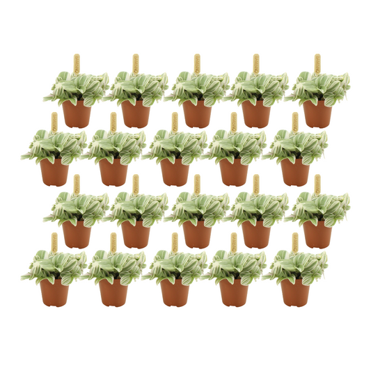 Tradescantia Tenderness – 20er Set, Ø 5,5 cm, ca. 20 cm hoch