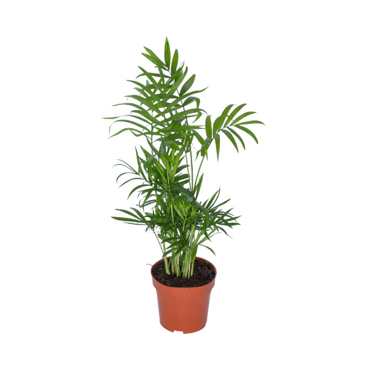 Chamaedorea Zwerg-Bergpalme Ø12cm, ca. 50cm hoch
