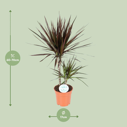 Dracaena Magenta – Stilvoller Drachenbaum Ø17cm, 70cm hoch