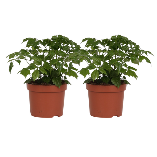Rademachera Sinica – 2er-Set Ø12cm, 27cm hoch