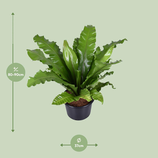 Asplenium Nidus – Nestfarn Ø37cm, Höhe 85cm