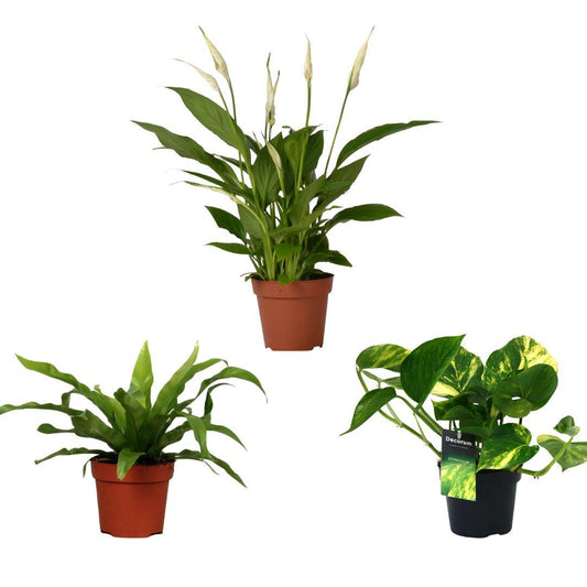 Luftreinigende Pflanzen-Mix – 3er Set Ø12cm