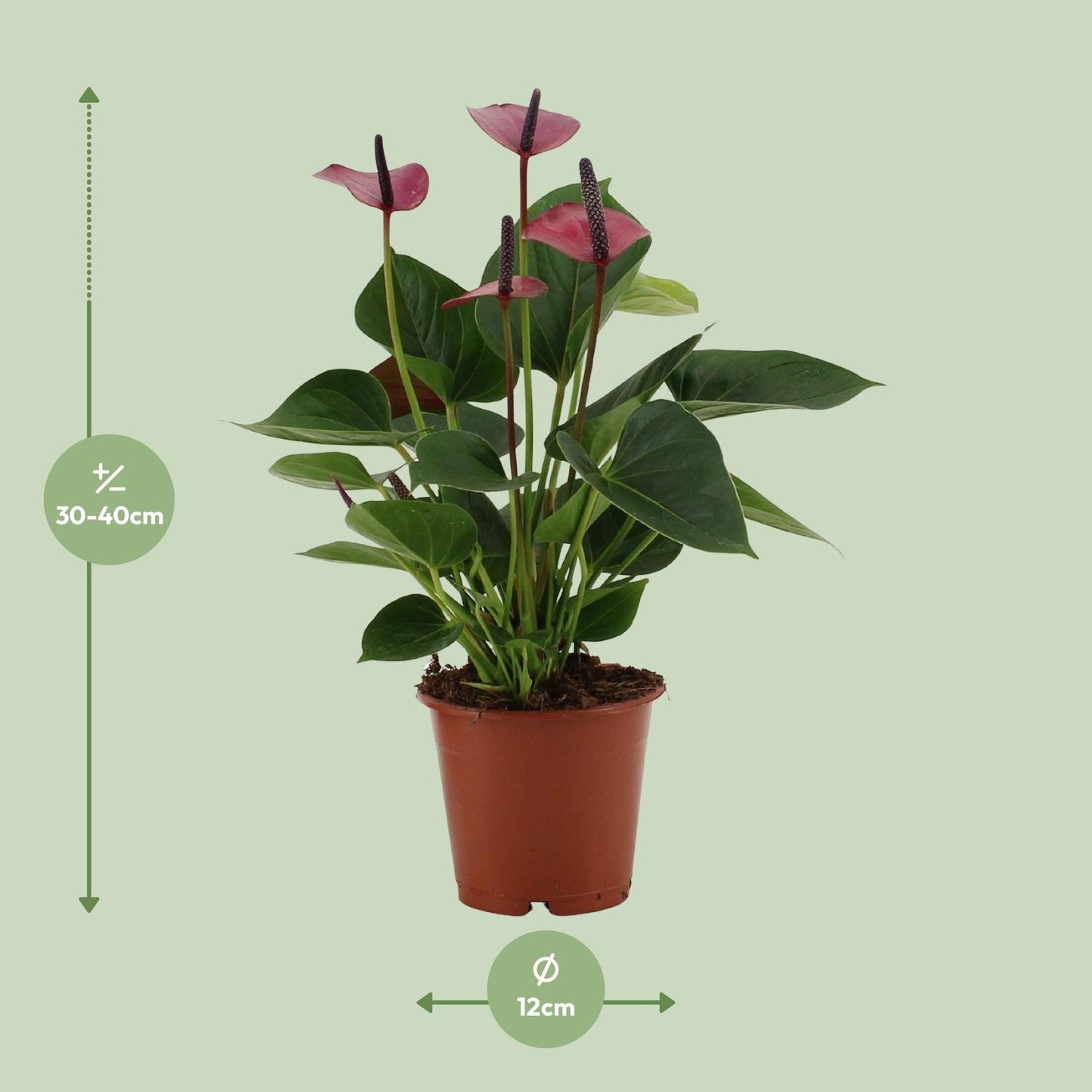 Anthurium Baby Purple – Pflegeleichte Designpflanze Ø12cm