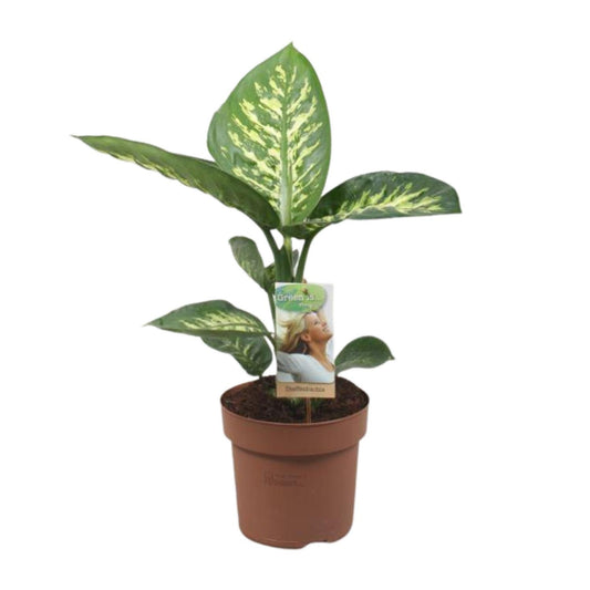 Dieffenbachia Tropic Snow – Pflegeleichte Zimmerpflanze Ø17cm