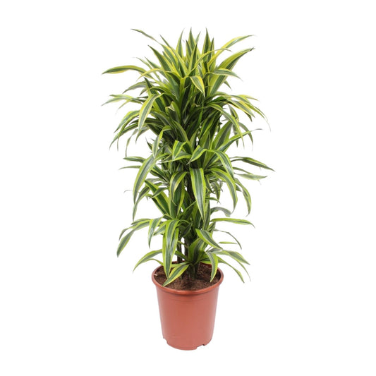 Dracaena Lemon Lime – Pflegenleichter Drachenbaum Ø27cm, 110cm hoch