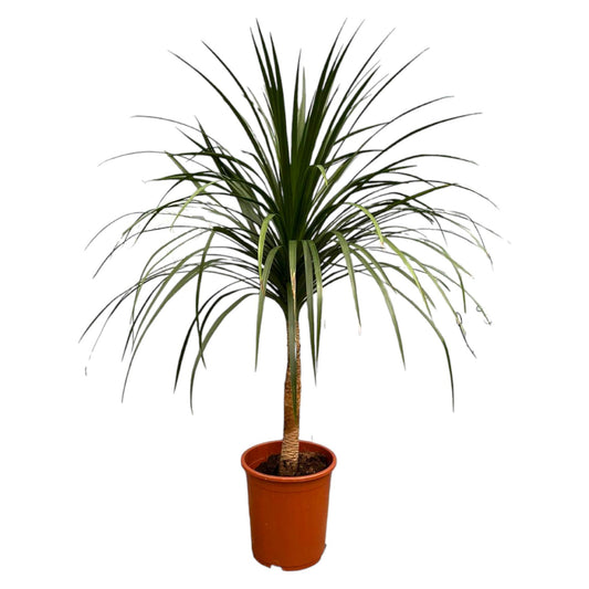 Dracaena Draco – Majestätischer Drachenbaum 120 cm