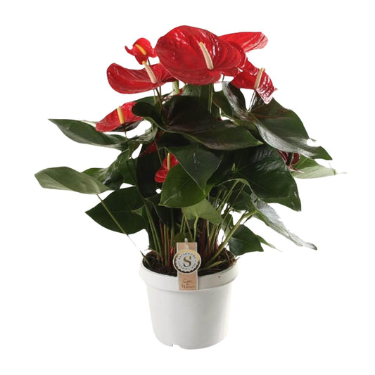 Anthurium Red Champion – Pflegenleicht & Tropisch Schön