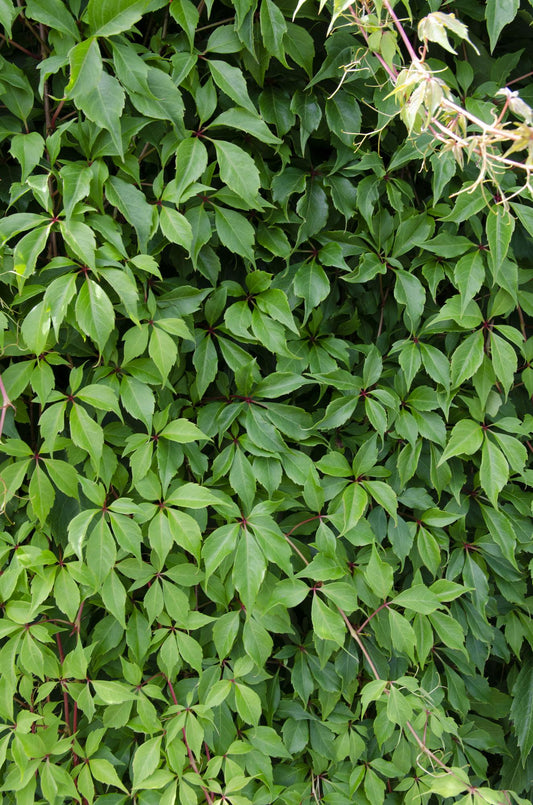 Parthenocissus quinquefolia Engelmannii – Selbstkletternde Kletterpflanze