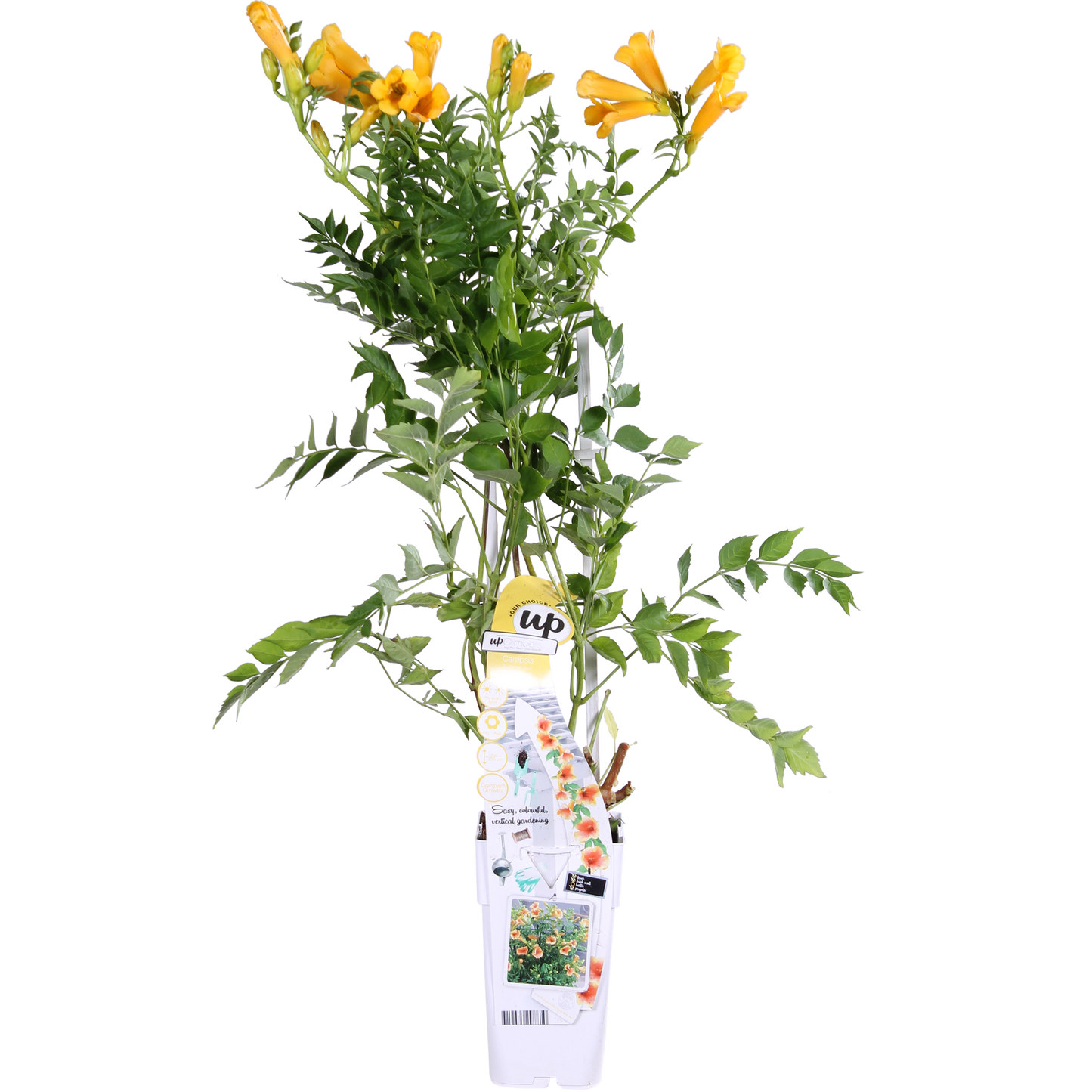Campsis Summer Jazz 'Gold Trumpet' - Trompetenblume Gelb Ø15cm, ca. 65cm