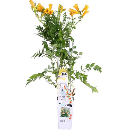Campsis Summer Jazz 'Gold Trumpet' - Trompetenblume Gelb Ø15cm, ca. 65cm