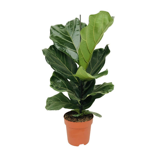Ficus Lyrata (Geigenfeige) – Ø17cm Topf, ca. 75cm hoch