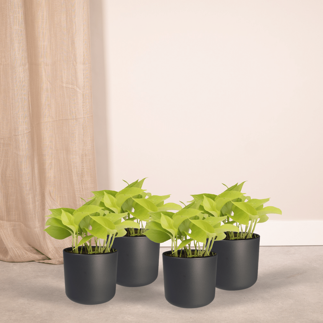 Epipremnum Golden Pothos (Scindapsus) – 4er-Set Ø12cm Topf