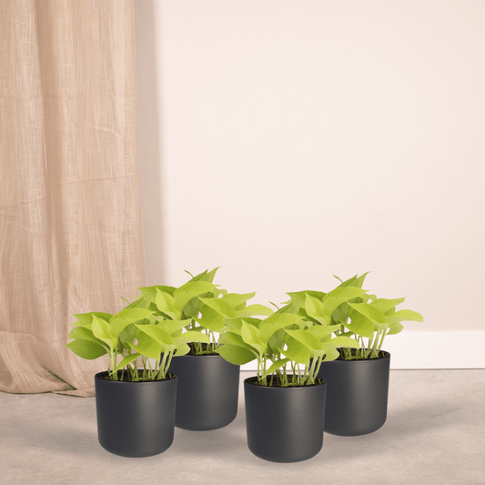 Epipremnum Golden Pothos (Scindapsus) – 4er-Set Ø12cm Topf