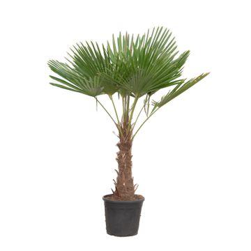 Trachycarpus Fortuneii - Robuste Zimmer- und Gartenpalme 180-200 cm