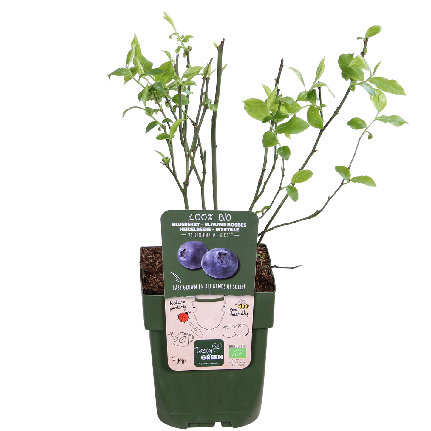 Vaccinium corymbosum 'Reka' - Bio-Blaubeere Ø13cm, 45cm hoch