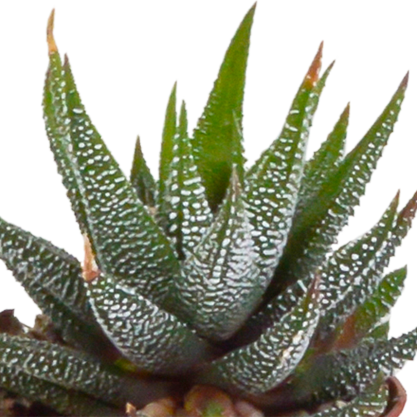 Gasteria & Haworthia Sukkulenten-Mix im Terrakotta-Topf