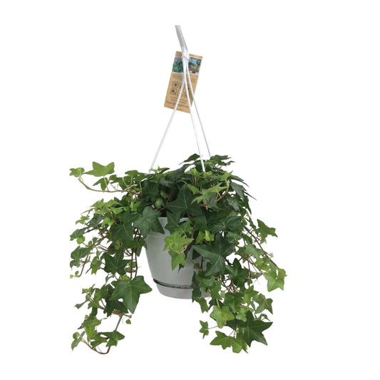 Hedera Helix Groen – Pflegeleichter Efeu im weißen Hängepot Ø17cm