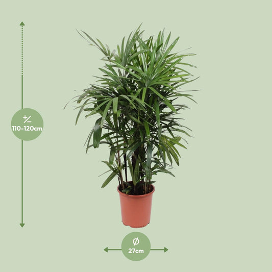 Rhapis Excelsa – Steckenpalme Ø27cm, 120cm hoch