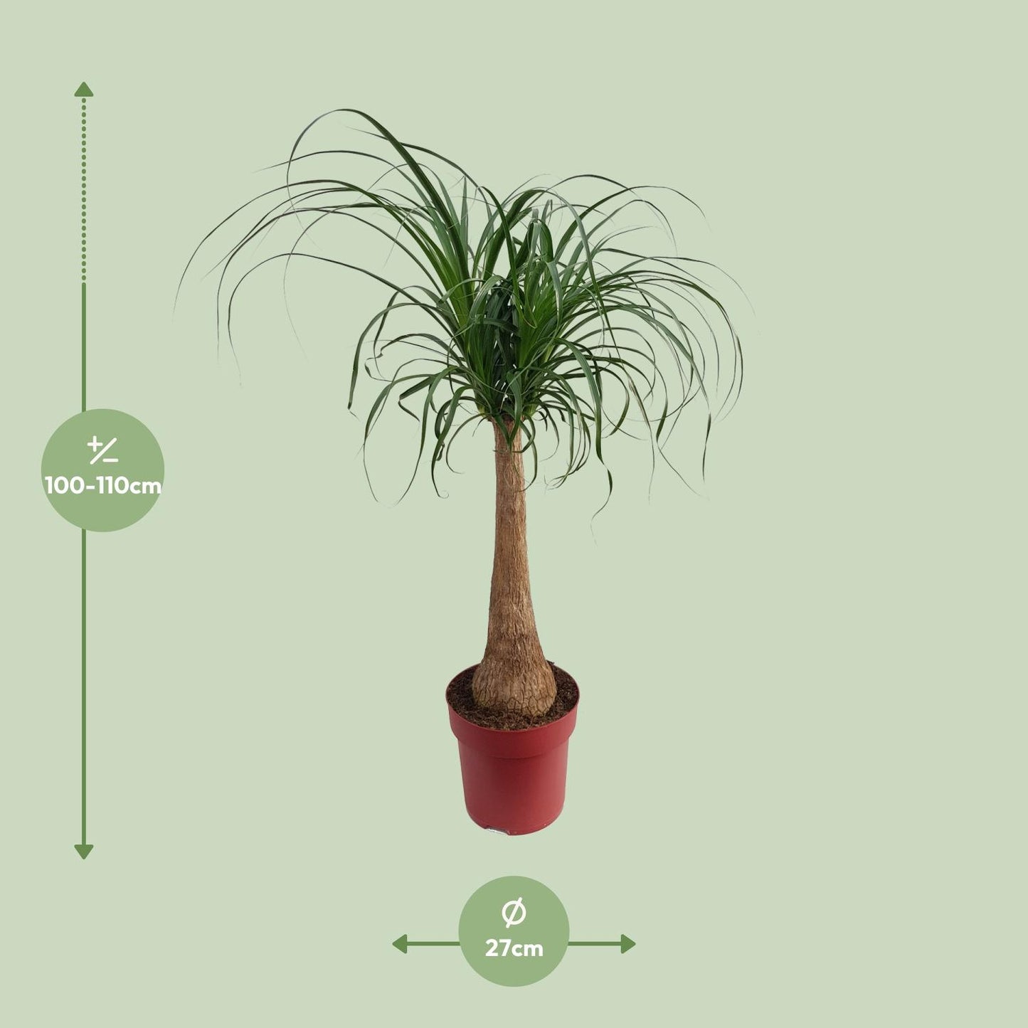 Beaucarnea „Maya Palm“ – Elefantenfuß-Palme Ø27cm, 110cm hoch