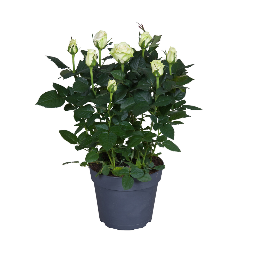 Rosa wit Topfrose Ø17cm – pflegeleicht & elegant